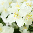 Jasmin