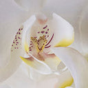 Orchidée